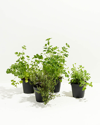 Lively herbs collection, Thyme, oregano, cilantro, parsley, Kitchen-ready herbs HD phone wallpaper