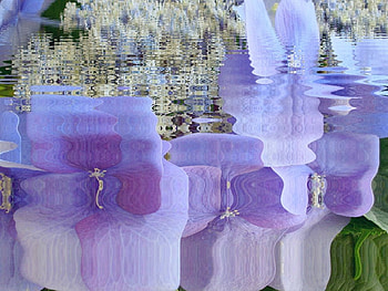 Flower Reflection, reflection, flower, digital art, nature, water HD wallpaper