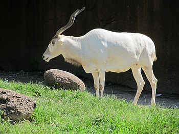 White addax animal, jungle nature HD wallpaper
