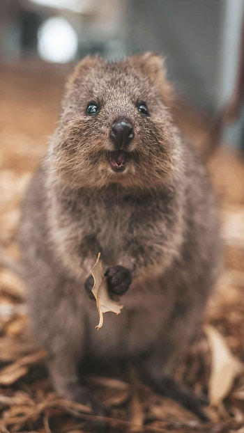 Quokka TV show, Singapore travel, Quokka exploration, Adventure series HD phone wallpaper