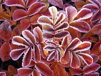 Florida, flower HD wallpaper