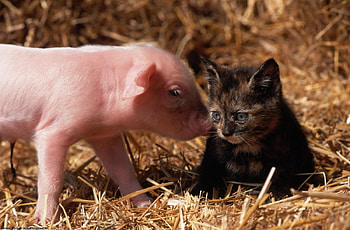 Animals, Friendship, Young, Kitty, Kitten, Cubs, Pig HD wallpaper