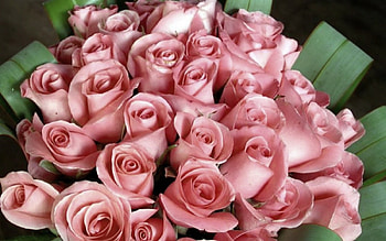 Rose of sweet thoughts, pink, flowers, roses, beauty HD wallpaper