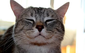 Animals, Cats HD wallpaper