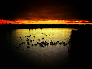 The Ducks, ducks, dark, lake, sunset HD wallpaper
