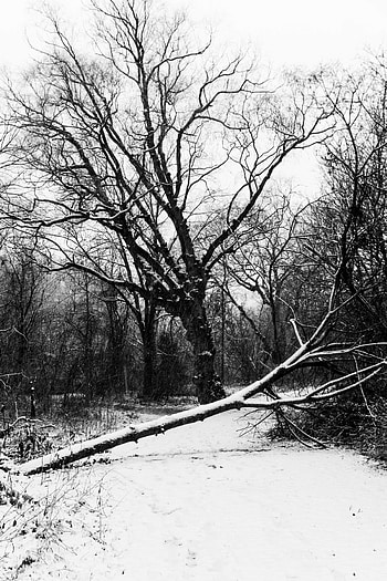 Winter, Nature, Trees, Snow, Bw, Chb HD phone wallpaper