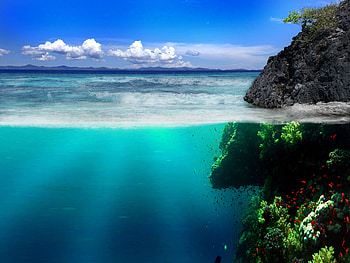 Nature, Sea, Rocks, Shore, Bank, Vegetation, Underwater World, Fish HD wallpaper