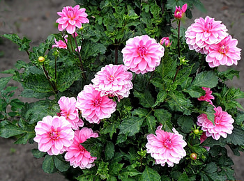 Flowers, Greens, Flower Bed, Flowerbed, Dahlias HD wallpaper