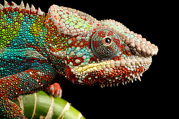 Animals, Sight, Opinion, Reptile, Chameleon HD wallpaper