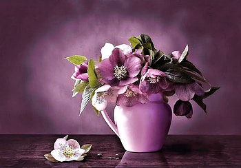 Still Life, Flower, Vase, pretty HD wallpaper