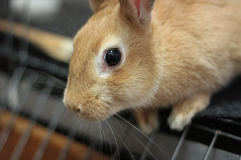 Cookie, bunny, brown, rodent, rabbit HD wallpaper