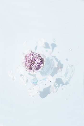 Soft lilac flower floating on a calm, minimalist background showcasing elegance and simplicity. HD phone wallpaper