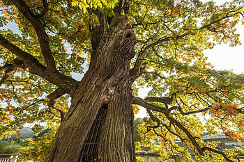 Thousand-year-old oak, Natural monument, Historic beauty, Majestic presence HD wallpaper