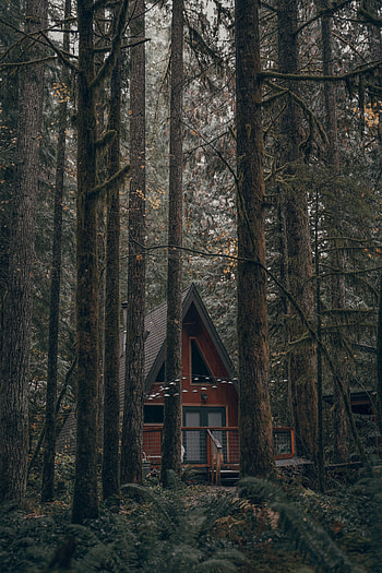 Nature, Trees, Building, Forest, House HD phone wallpaper