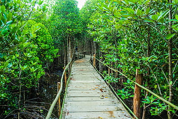 Explore a tranquil boardwalk winding through a vibrant mangrove forest on a sunny day. HD wallpaper