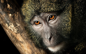 Monkey, animal, zodiac, eyes, face, cute, 2016, chinese HD wallpaper