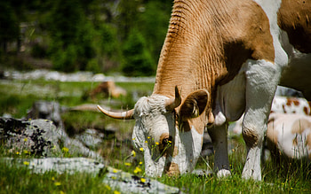 Cow, animal, nature, grazzing HD wallpaper