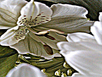 White Flower, white, flowers, spring, pretty HD wallpaper