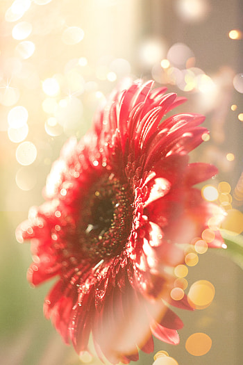Flower, Macro, Glare, Shine, Light, Dew, Boquet, Bokeh HD phone wallpaper