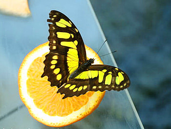 Citrus snack, black, butterfly, yellow, fruit, orange HD wallpaper