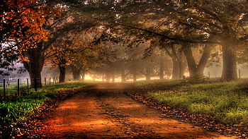 Misty Autumn Morn, colorful, path, r, beautiful, pretty, perspective, trees, road, lovely HD wallpaper