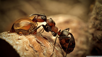 Ant, Nature, Insect, Bug HD wallpaper