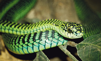 Boomslang, Fire aftermath, Knysna battles, South African snake HD wallpaper