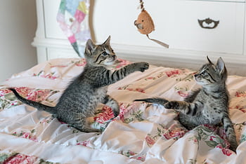 Two tabby kittens play with a toy on a floral comforter, capturing a moment of adorable playfulness. HD wallpaper