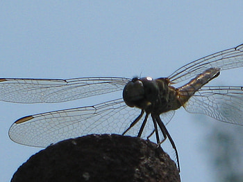Break Time, wings, dragonfly, black, bug HD wallpaper