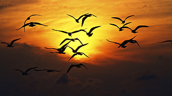 Birds, yellow sky, sunset, silhouette HD wallpaper