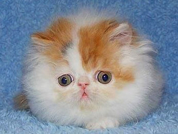 Cute Kitten, kitten, cool, cute HD wallpaper
