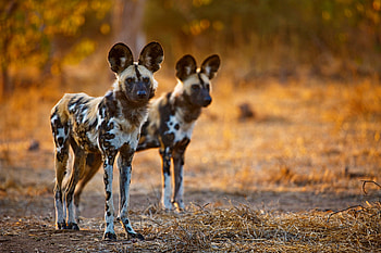African wild dog, , Nature's elegance, Wildlife beauty HD wallpaper