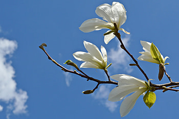 Magnolia, blue, branch, white, sky, spring HD wallpaper