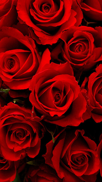 Red Rose, Red Roses HD phone wallpaper