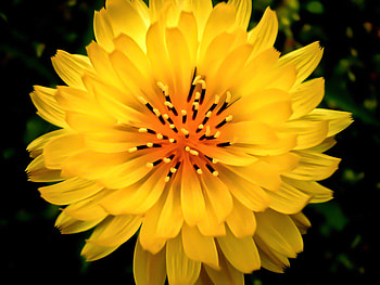 sentimental for Anne, closeup, yellow, flower, nature, nice HD wallpaper