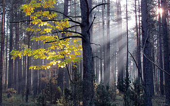 Landscape, Nature, Trees HD wallpaper
