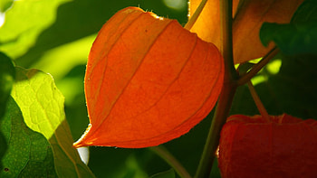 Physalis, Alkekengi species, Beautiful shrub, Seasonal decorations HD wallpaper