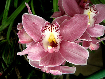 Plants, Flowers HD wallpaper