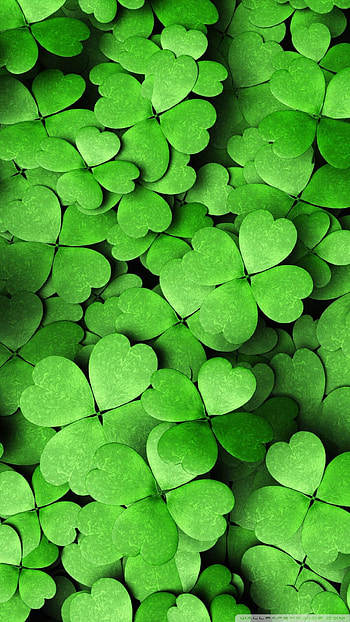 Clover, Leaves HD phone wallpaper