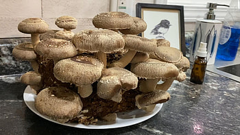 Growing shiitake mushrooms, Ideas, Growing shiitake, Stuffed mushrooms HD wallpaper