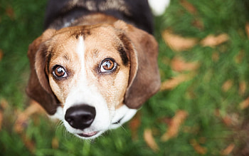 Animals, Grass, Dog, Muzzle, Blur, Smooth HD wallpaper