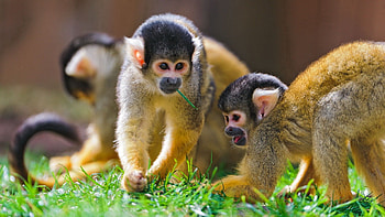 Animals, Grass, Monkeys, Stroll, Family, Playful HD wallpaper