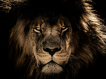 African lion, beast, predator, muzzle HD wallpaper
