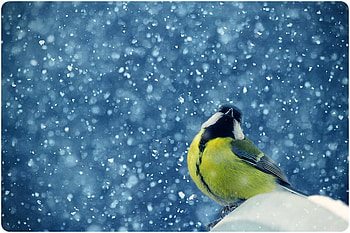 Snowflakes and feathers, winter, snowflakes, bird, snow, yellow and black HD wallpaper