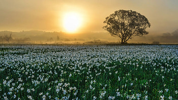 Wonderful Sunset, fields, flowers, tree, sunset HD wallpaper