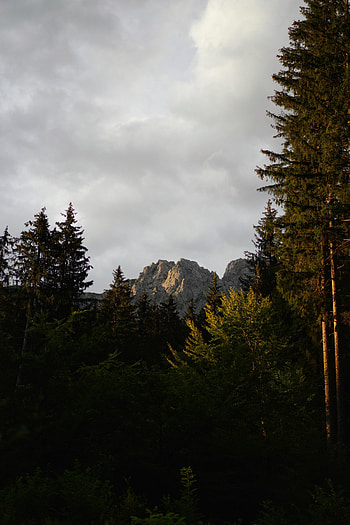 Nature, Trees, Pine, Mountain, Vertex, Top, Forest HD phone wallpaper