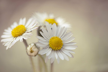 Vibrant colors, Daisy field, Close-up view, Fresh and vibrant HD wallpaper