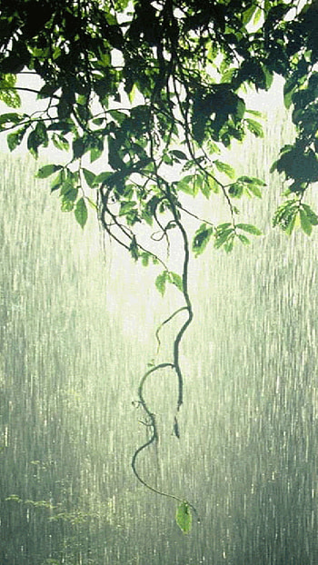 graphy, rain HD phone wallpaper