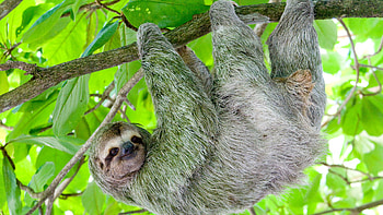 Sloth HD wallpaper
