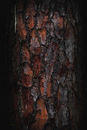 Macro, Wood, Wooden, Tree, Texture, Textures, Bark HD phone wallpaper
